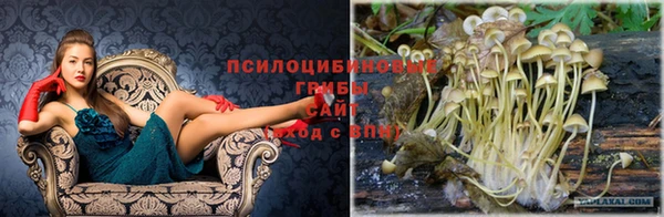 PSILOCYBIN Армянск
