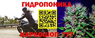 кокс Гатчина
